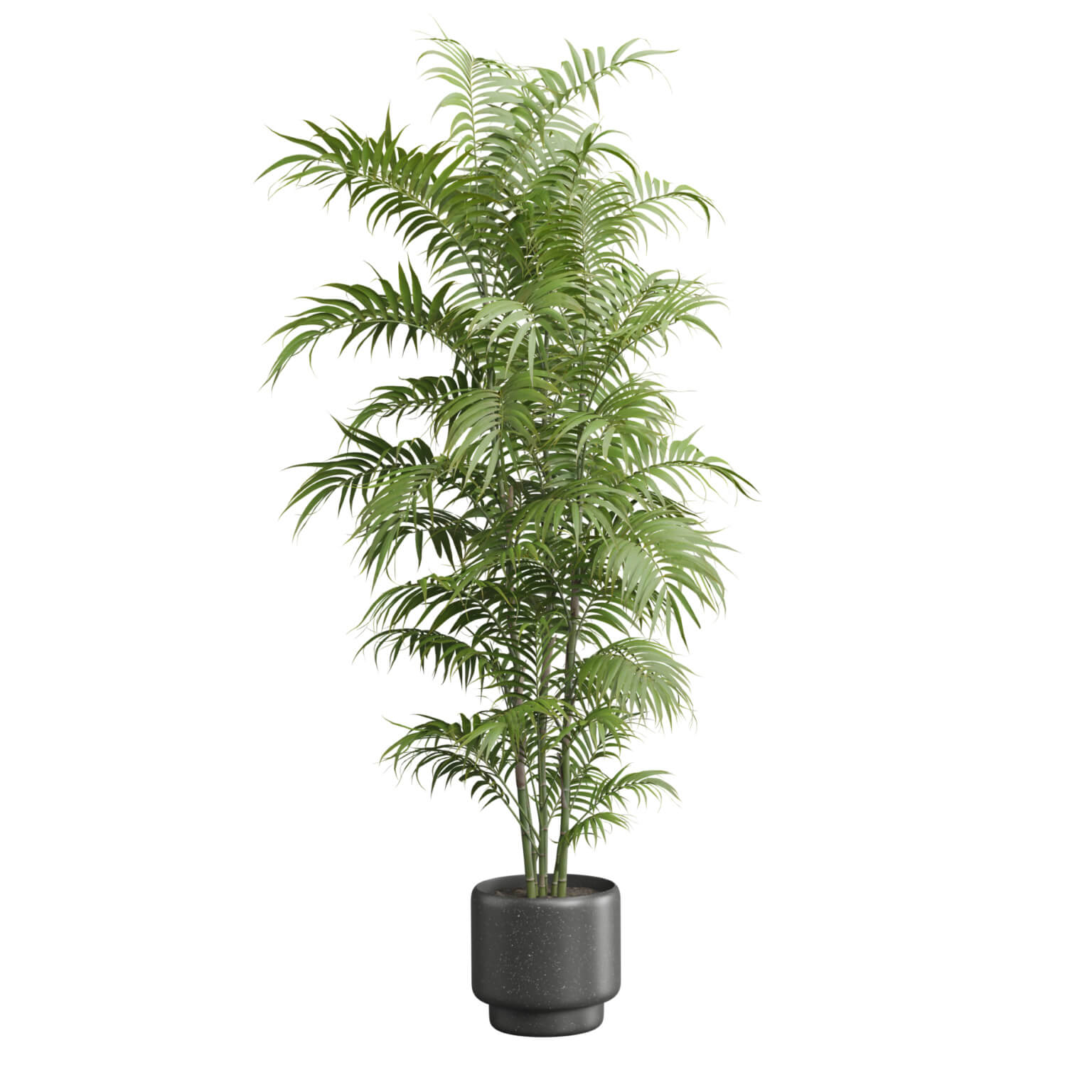 Indoor Plants Pack 54 - 3D Model by AllQuad