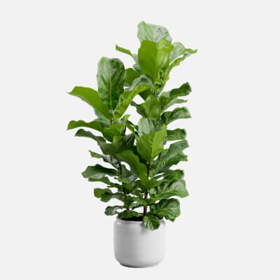 Potted Ficus Lyrata - 3D Model by AllQuad