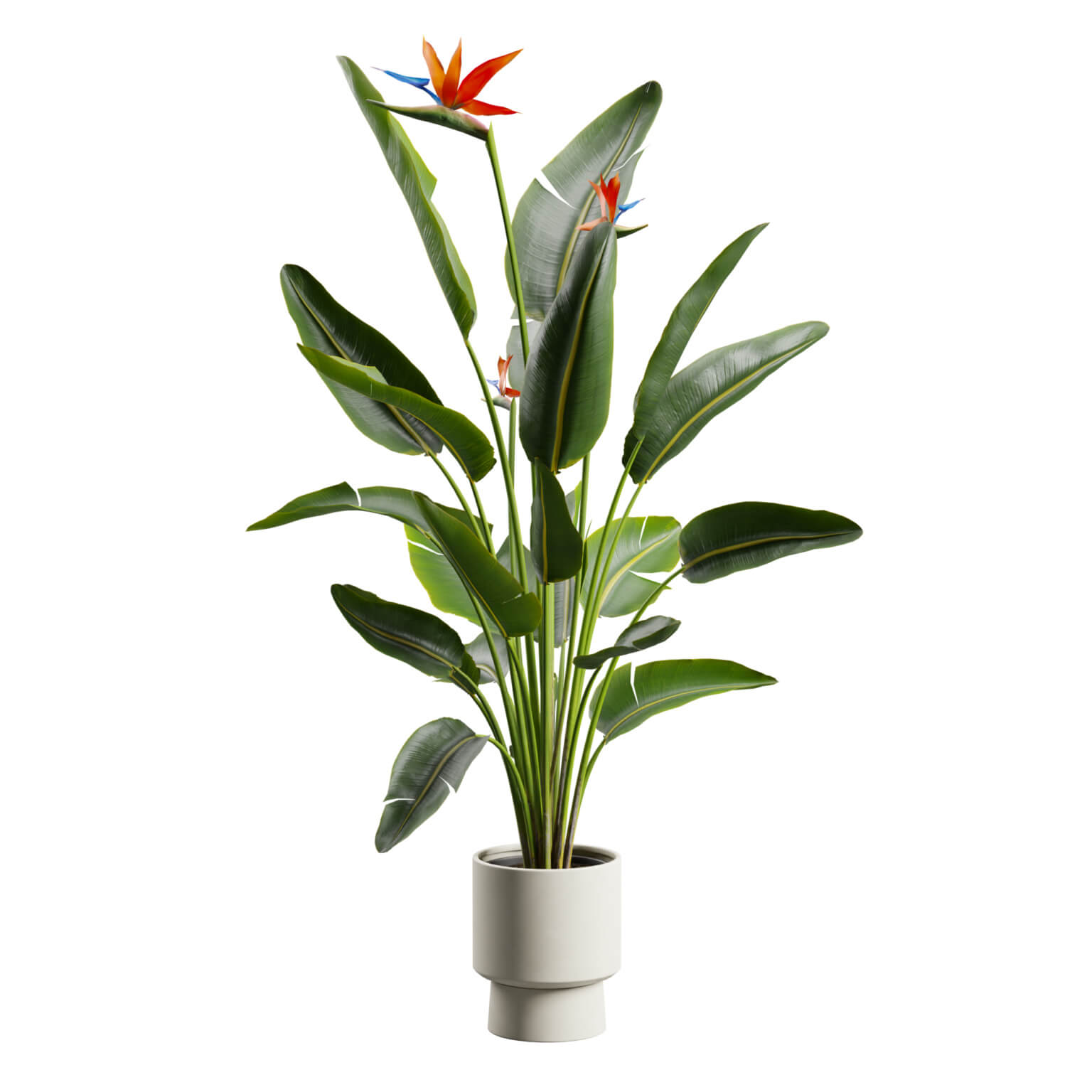 Strelitzia Nicolai Bird of Paradise Plant 3D Model by AllQuad