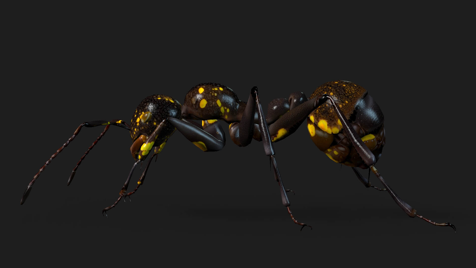 Ant A1 Animated - 3D Model by Animated3d