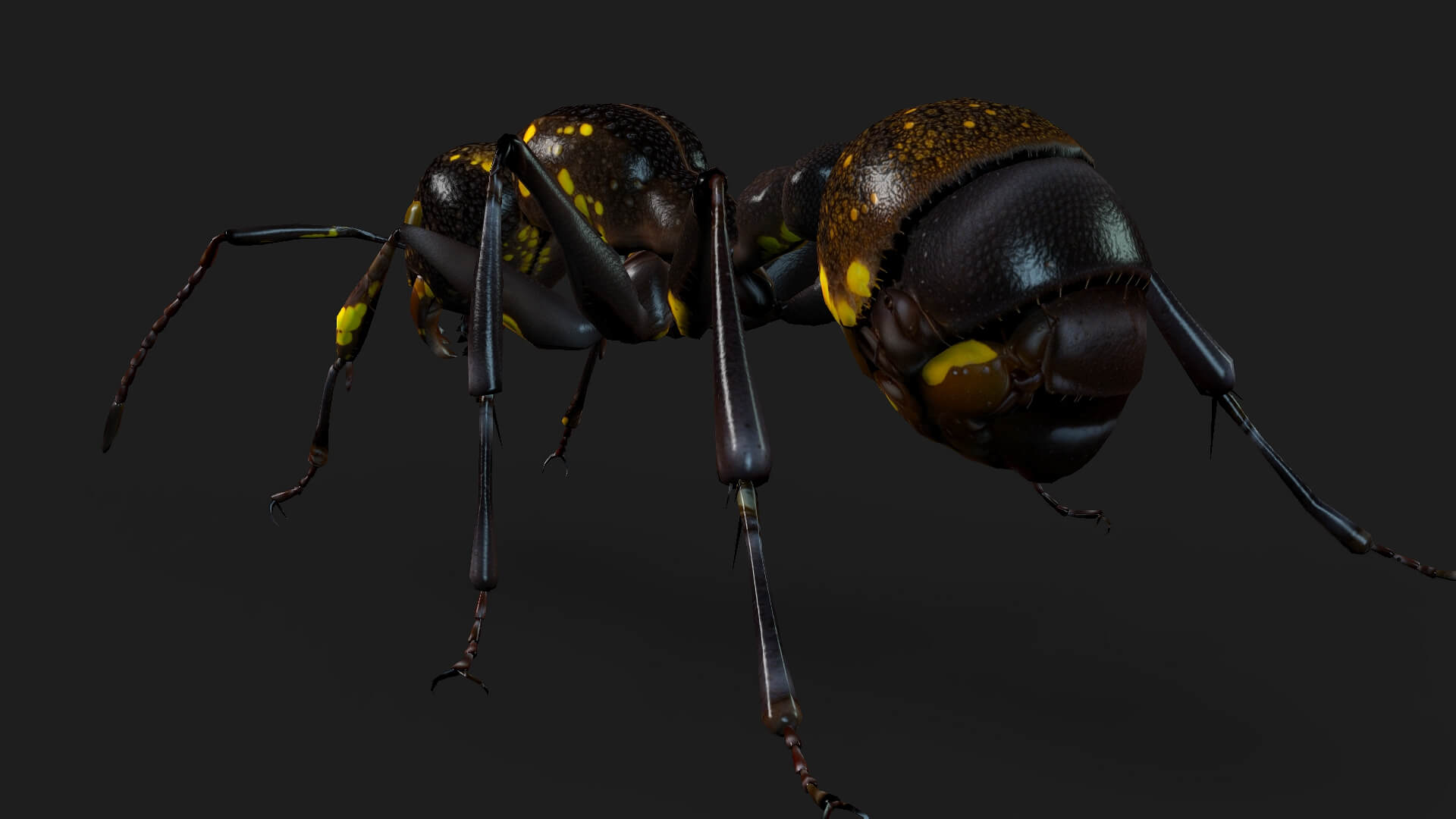 Ant A1 Animated - 3D Model by Animated3d