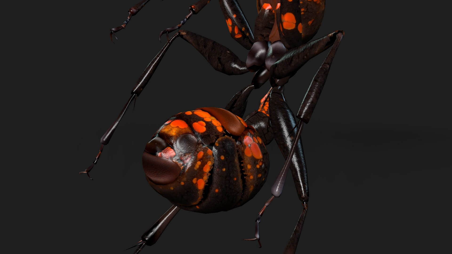 Ant A2 Animated - 3D Model by Animated3d