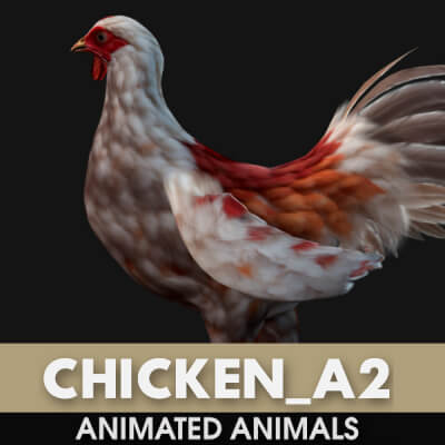 Chicken A2 Animated
