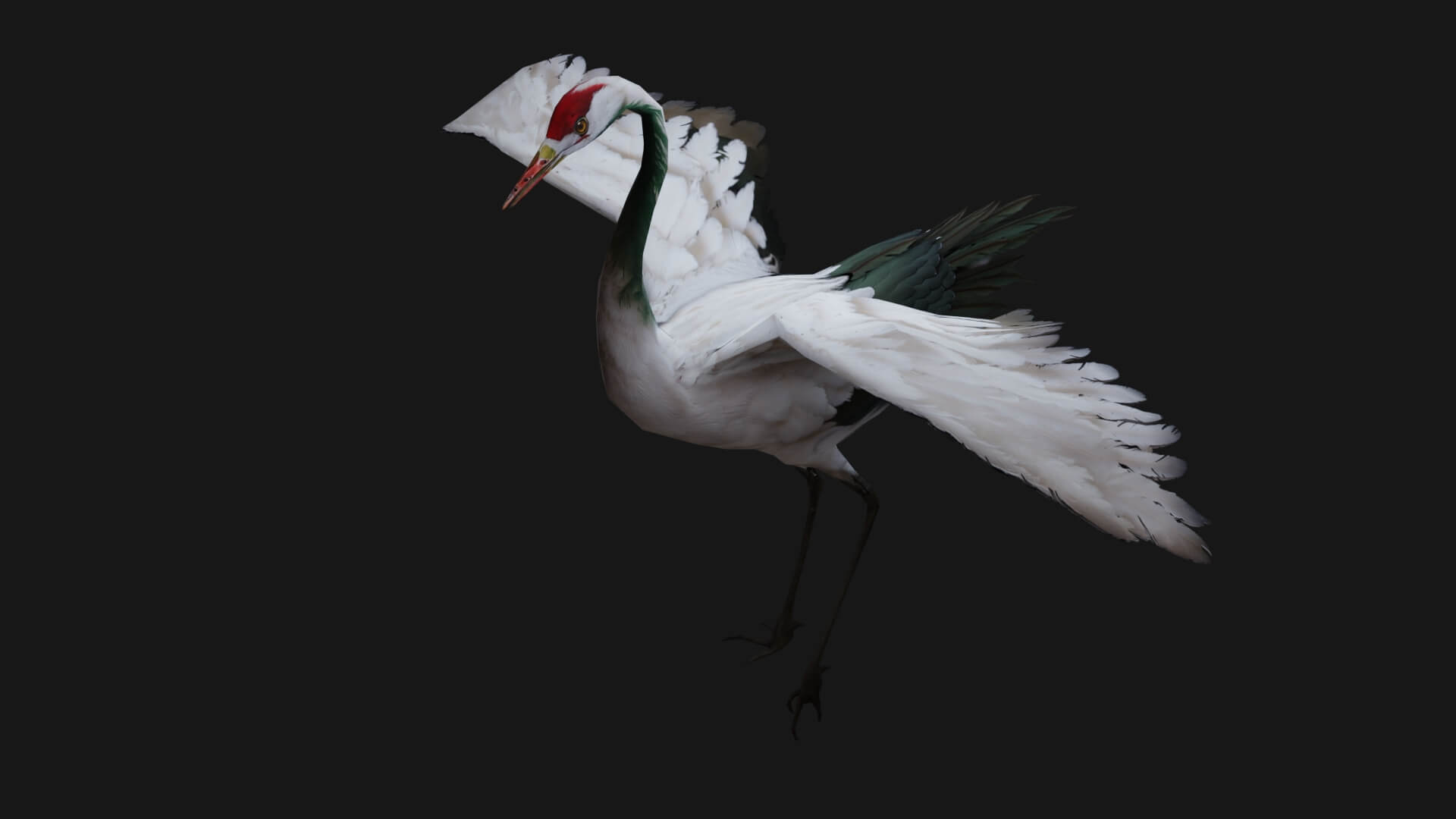 Crane Bird A1 - 3D Model by Animated3d