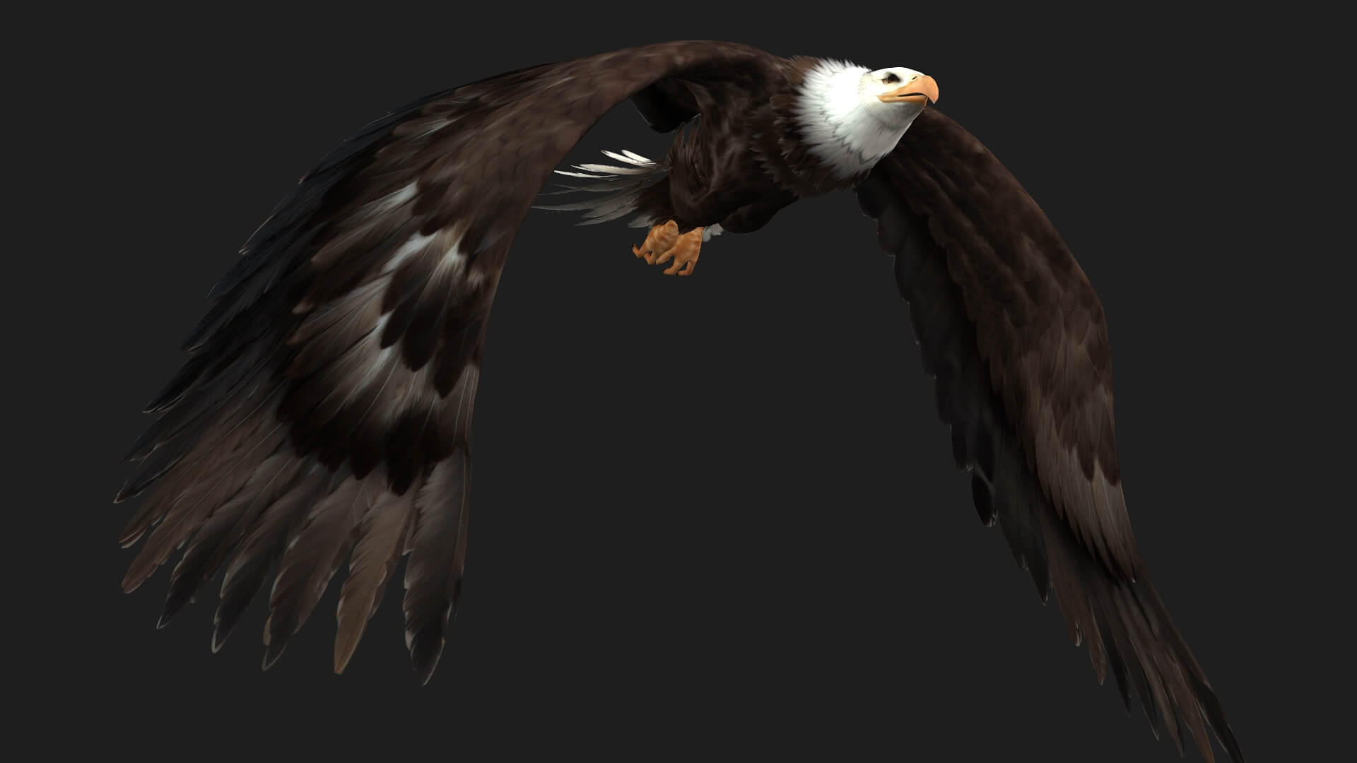 Eagle B2 Animated 3d Animation By Animated3d