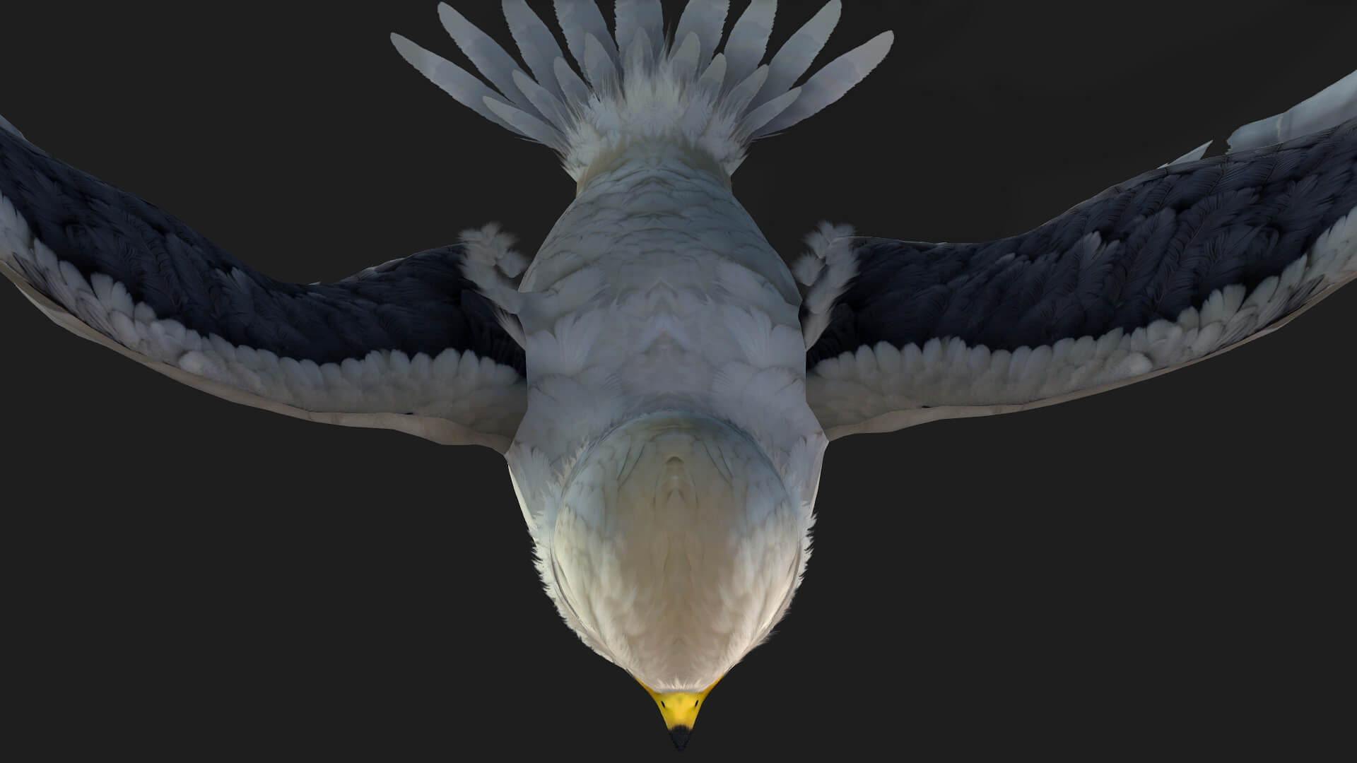 Falcon-A1-Animated 3D Model by Animated3d