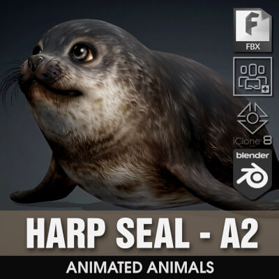 Harp Seal-A2