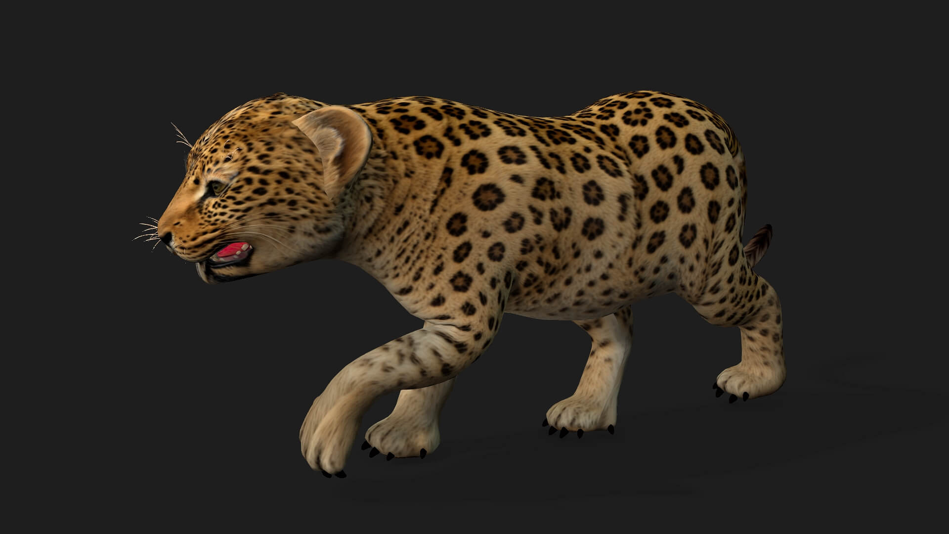 Leopard Baby A1 - 3D Model by Animated3d