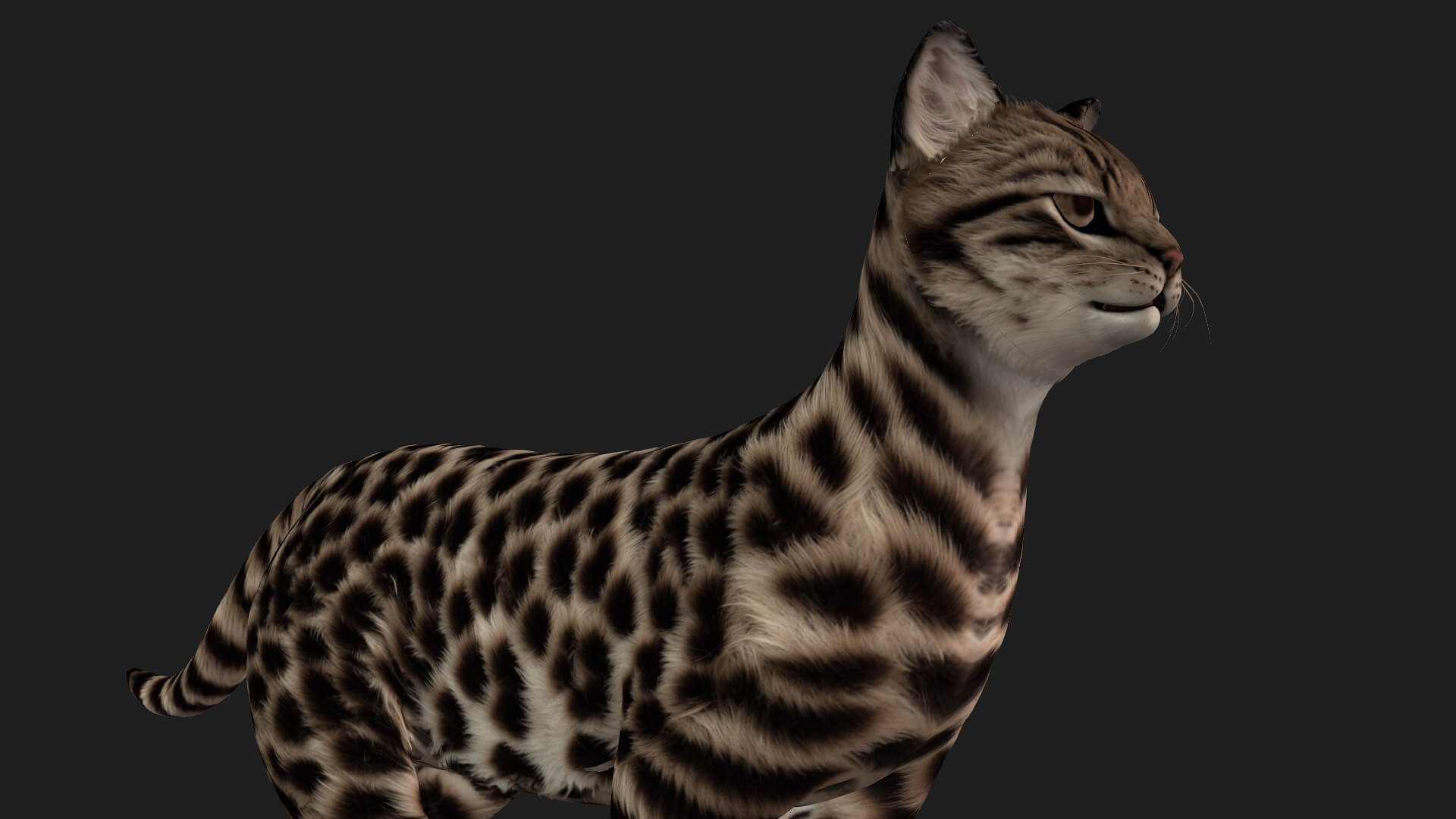 Leopardcat A1 - 3D Model by Animated3d