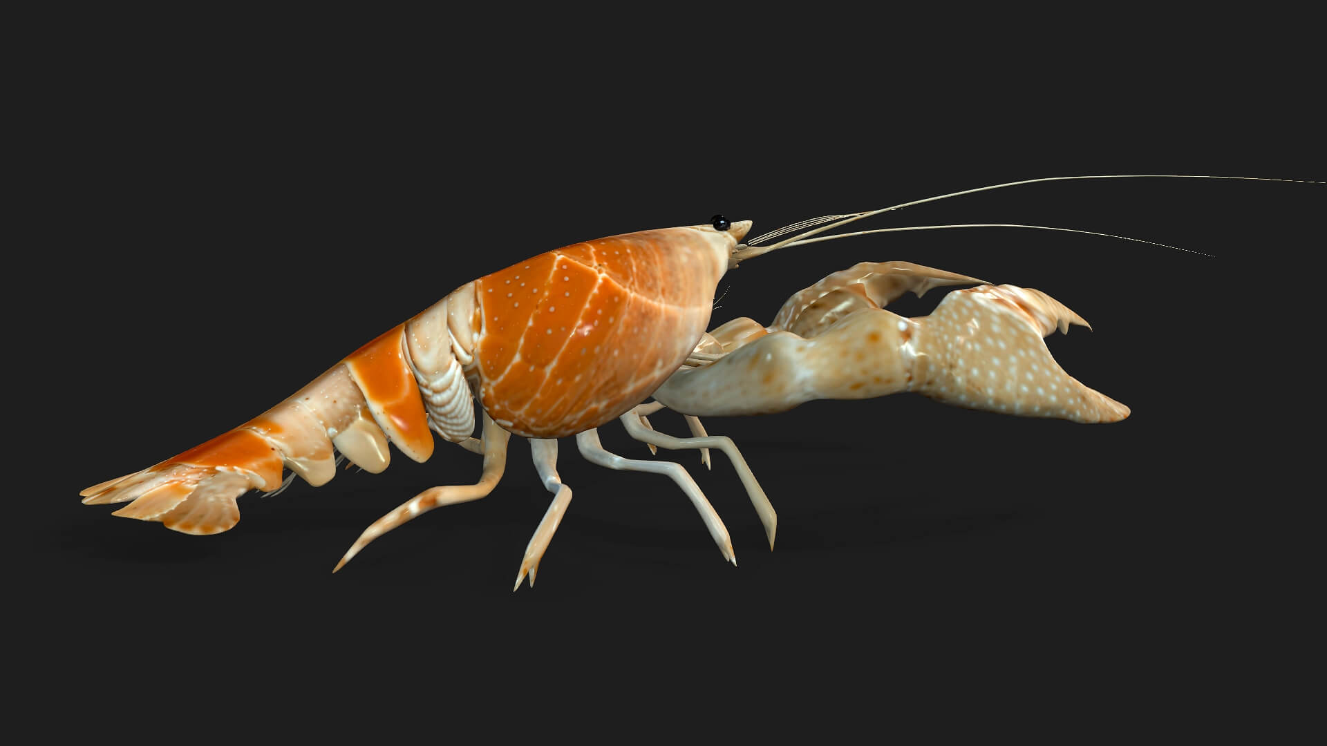 Lobster-A2-Animated 3D Model by Animated3d