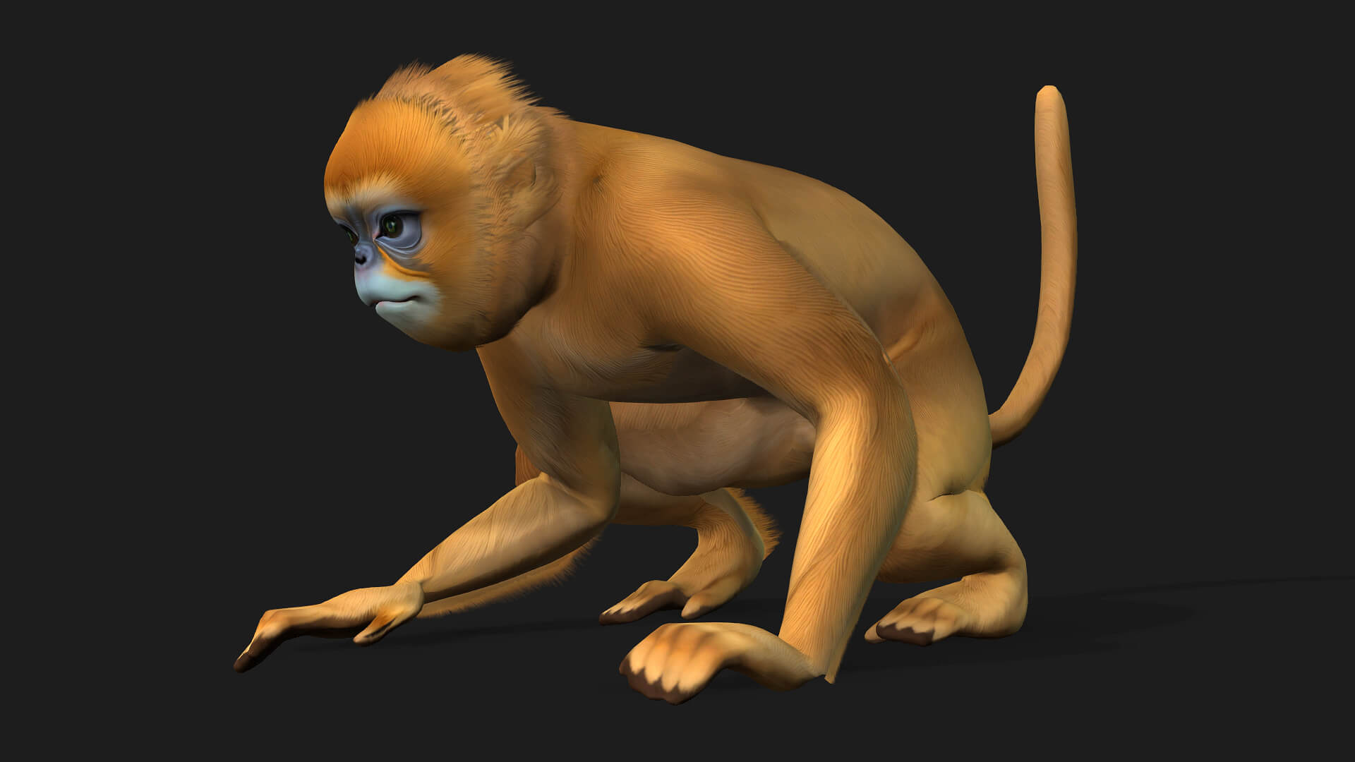 Monkey-A1-Animated 3D Animation by Animated3d