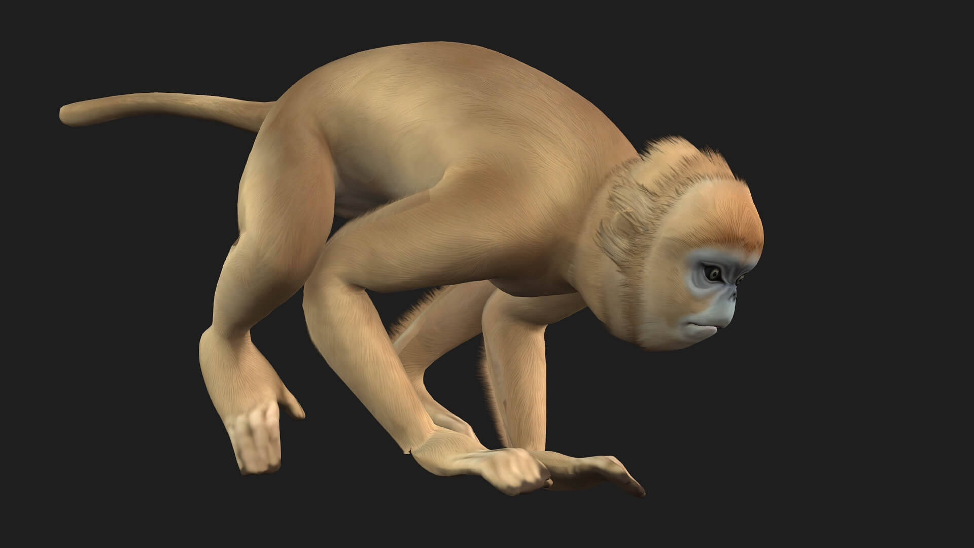 Monkey-A2-Animated 3D Animation by Animated3d