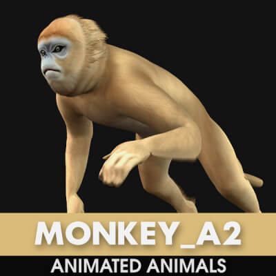 Monkey-A2-Animated