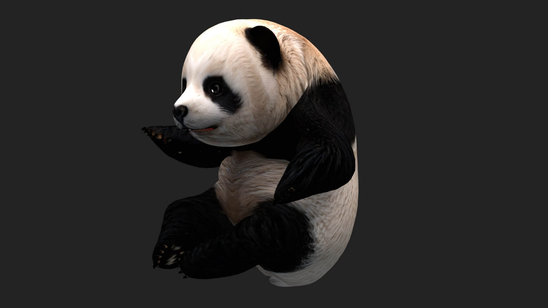Panda A1 Animated - 3D Model by Animated3d