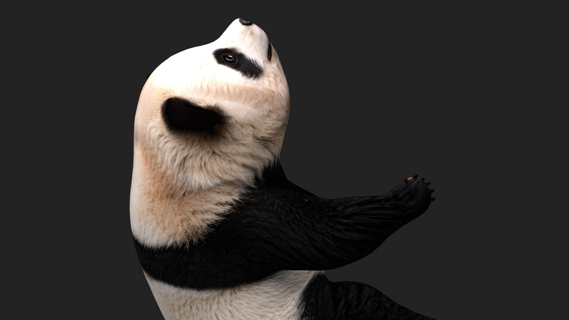 Panda A1 Animated - 3D Model by Animated3d