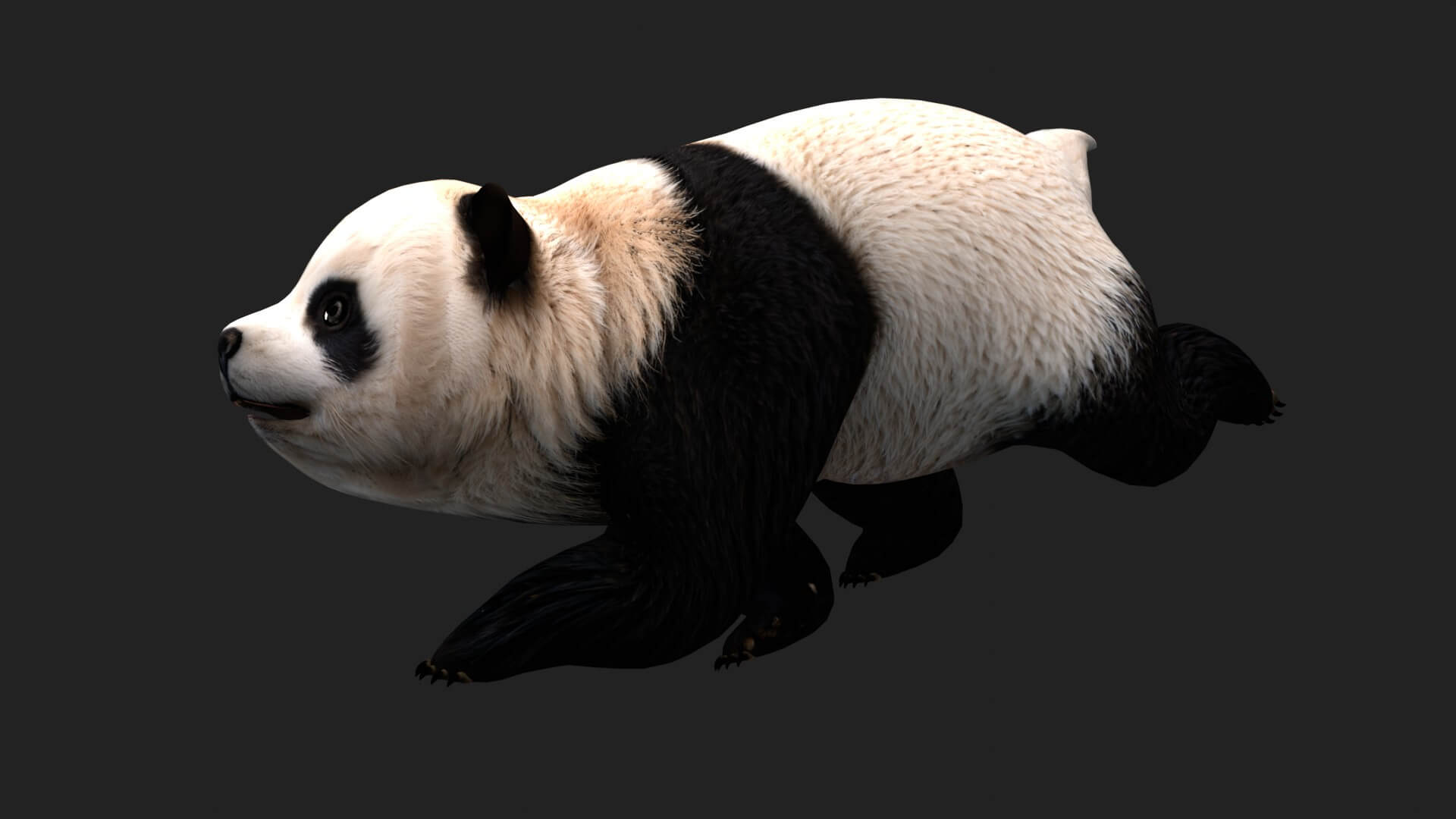 Panda A1 Animated - 3D Model by Animated3d