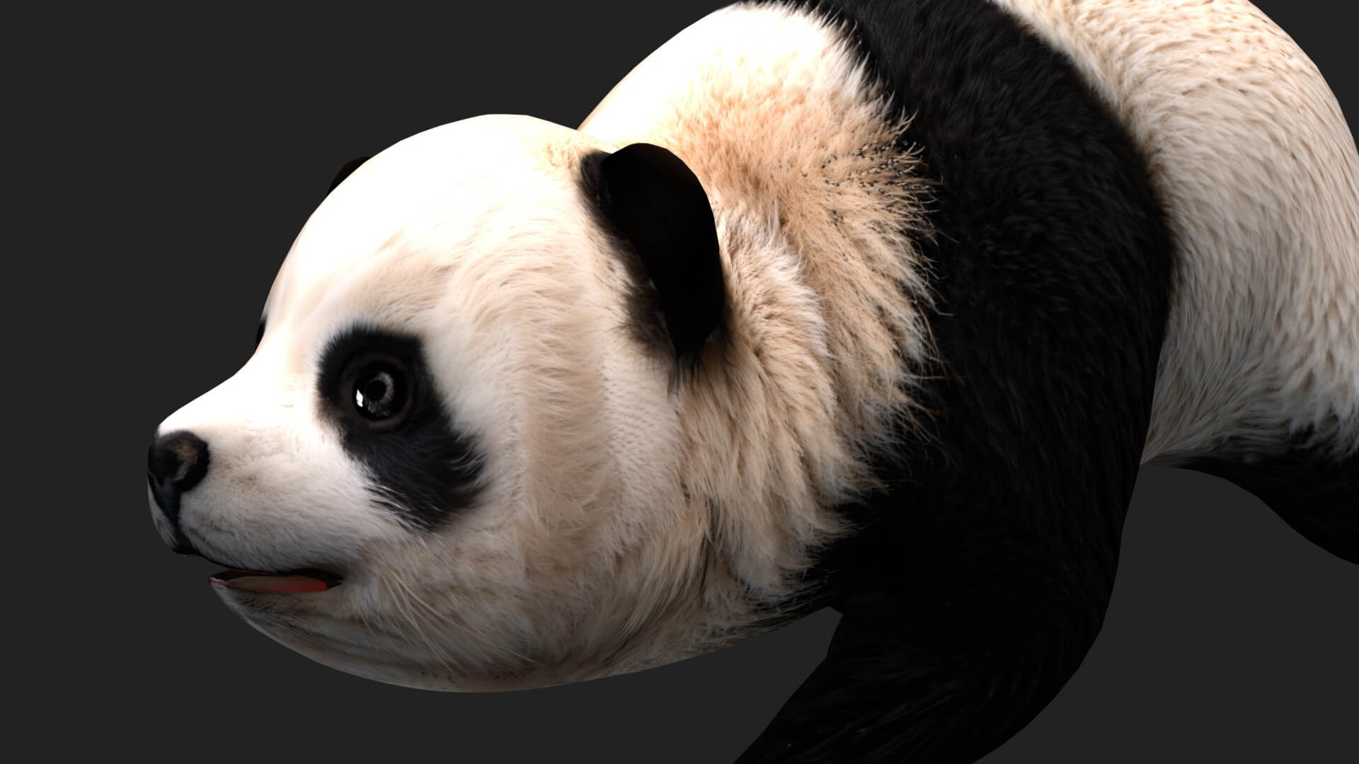 Panda A1 Animated - 3D Model by Animated3d