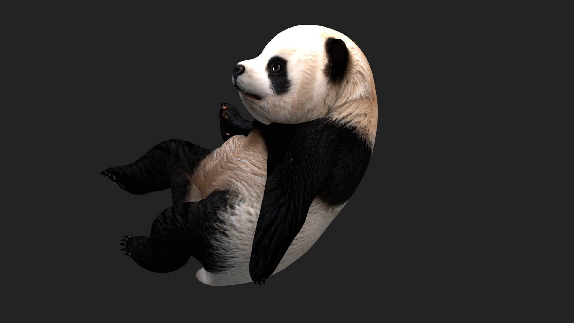 Panda A1 Animated - 3D Model by Animated3d