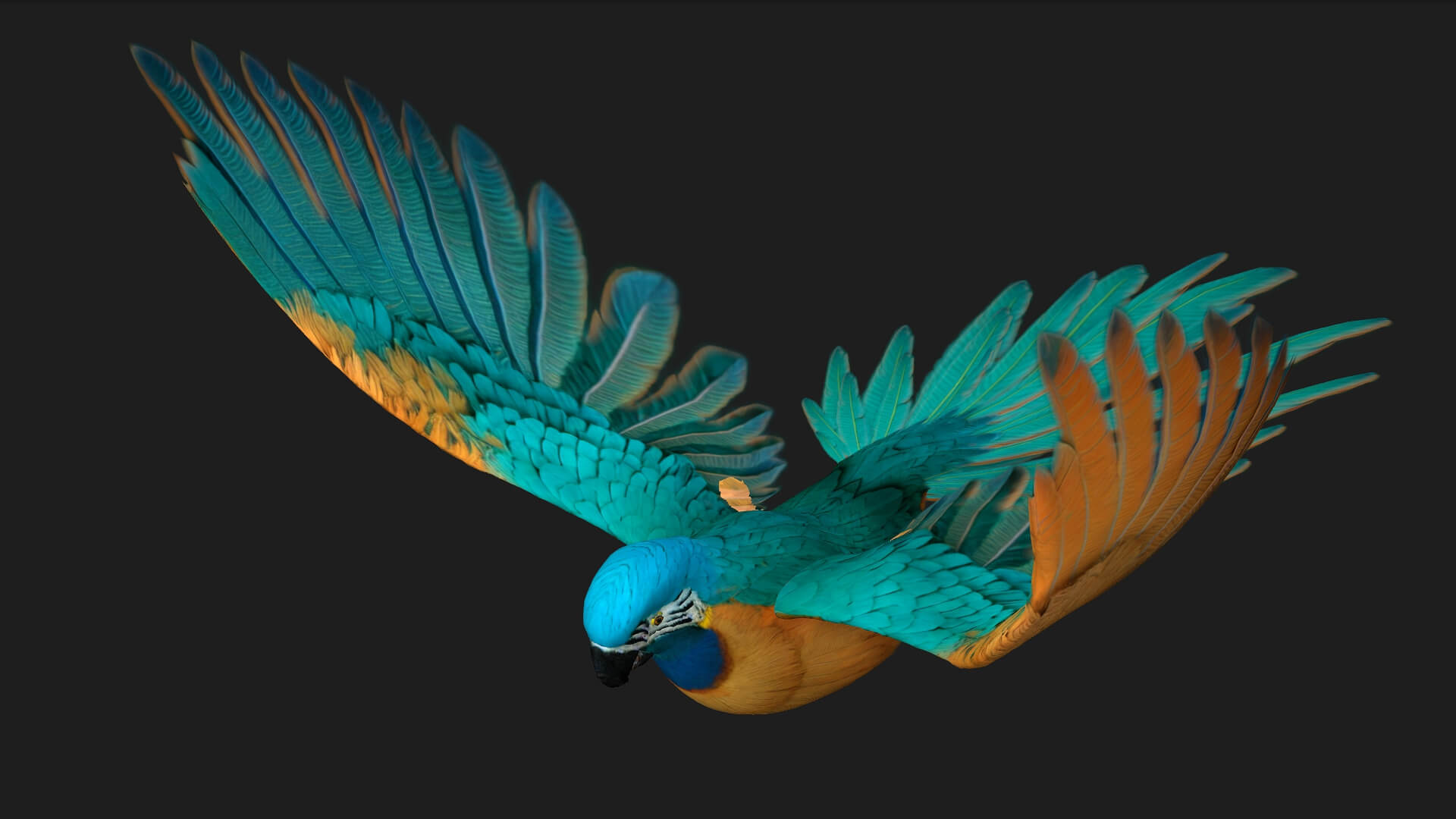 Parrot A1 Animated - 3D Model by Animated3d