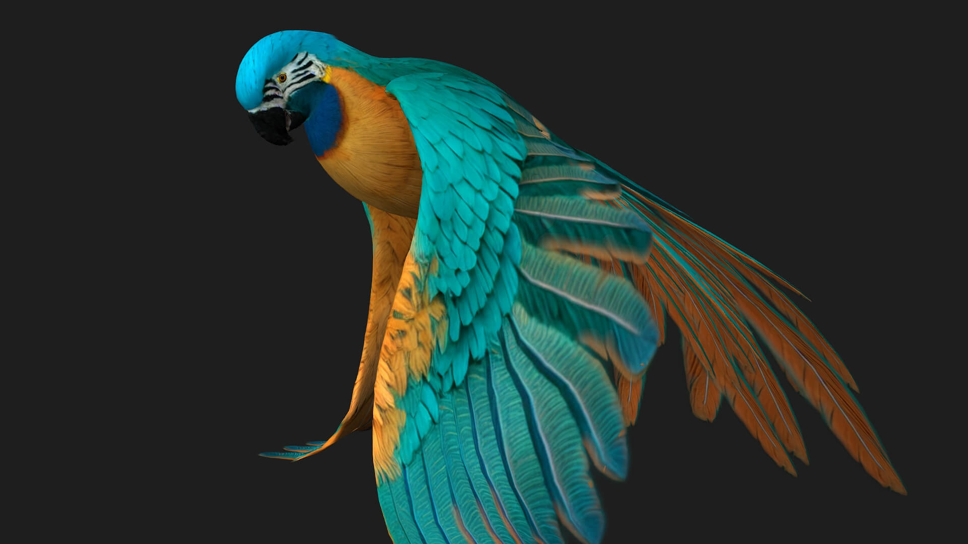 Parrot A1 Animated - 3D Model by Animated3d