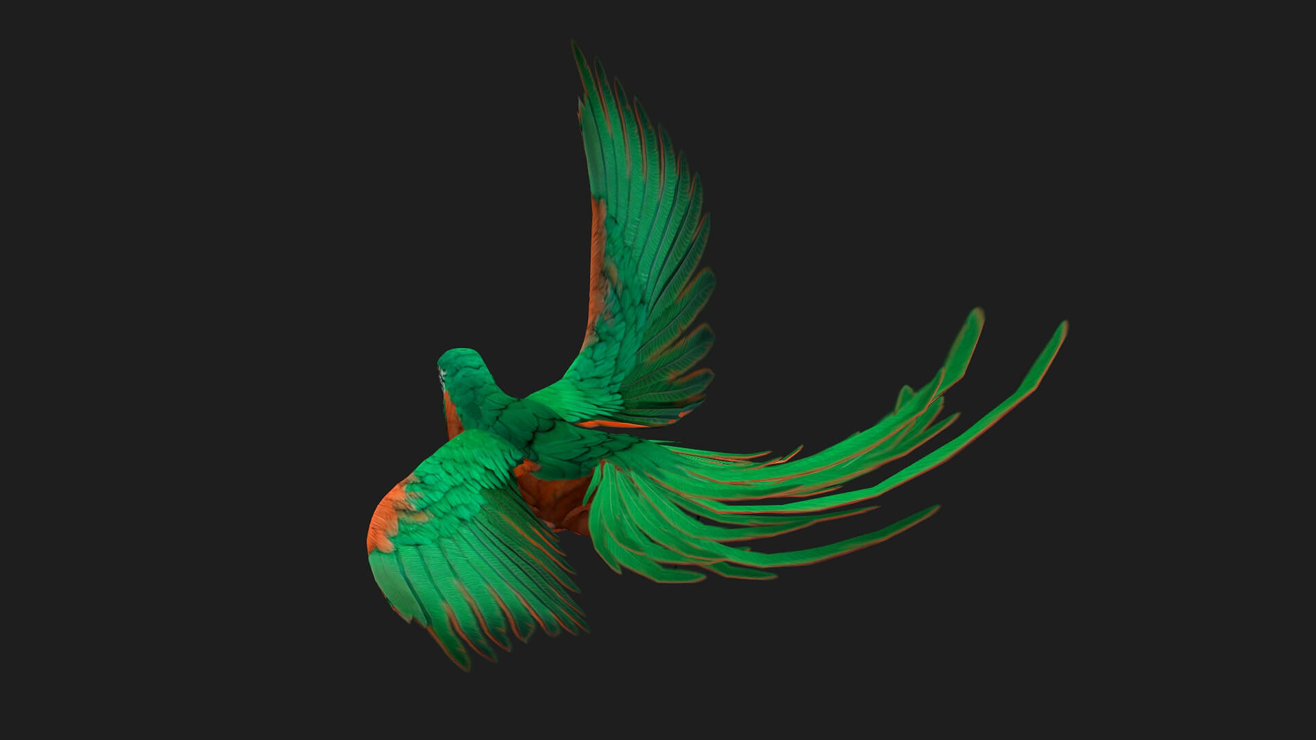 Parrot A2 Animated - 3D Model by Animated3d