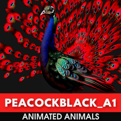 Peacock-Black-A1