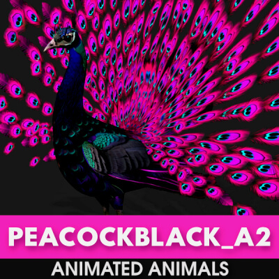 Peacock-Black-A2