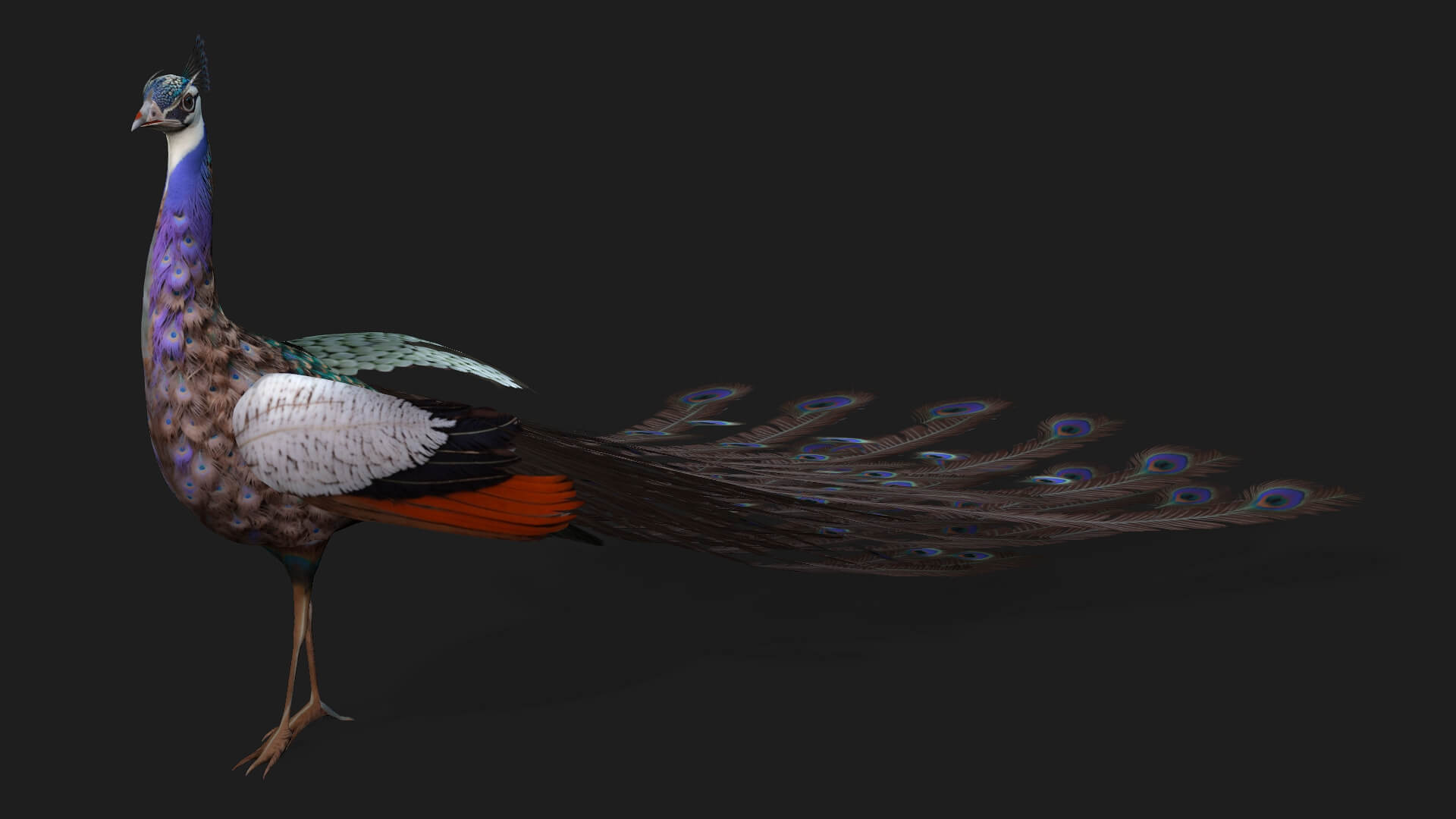 Peacock V2E Animated - 3D Model by Animated3d