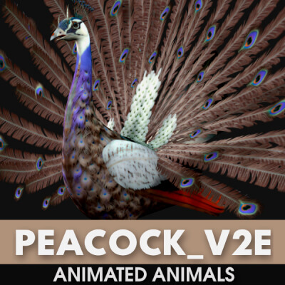 Peacock V2E Animated