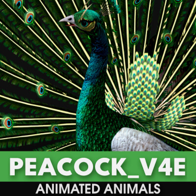 Peacock V4E Animated