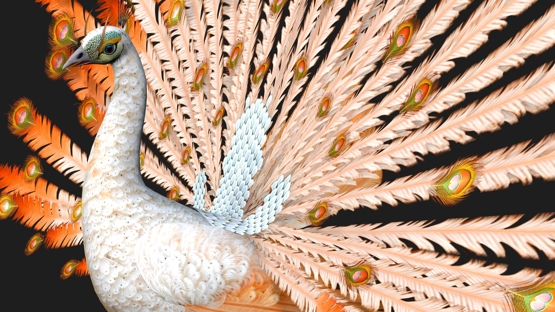 Peacock V5E Animated - 3D Model by Animated3d