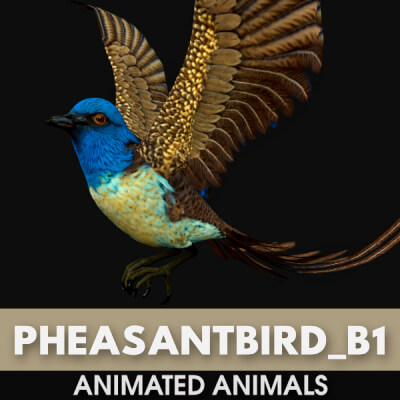 Pheasant Bird-B1