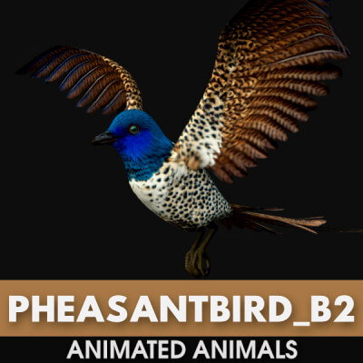 Pheasant Bird-B2