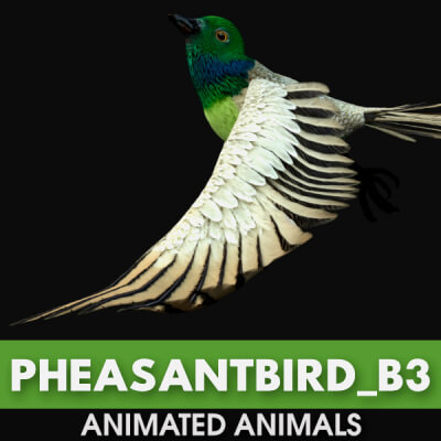 Pheasant Bird-B3