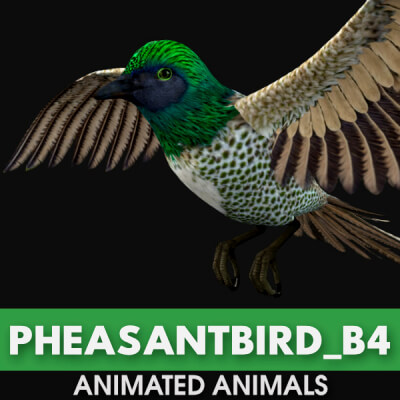 Pheasant Bird-B4