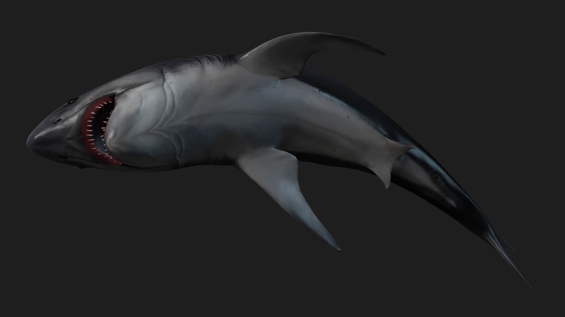 Shark Animation Keyframes Shark-A1-Animated 3D Model by Animated3d