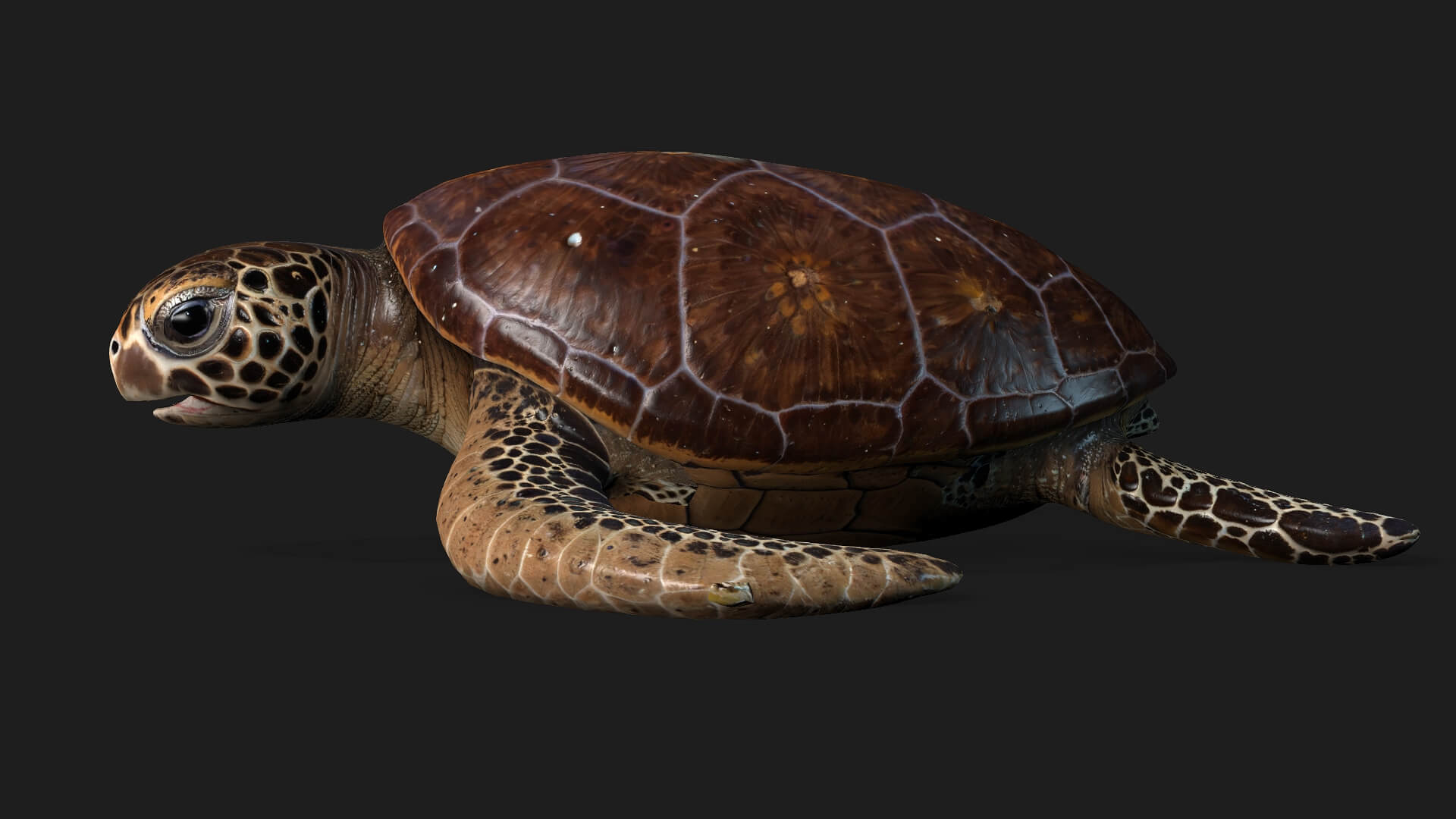 Turtle-A1-Animated 3D Model by Animated3d