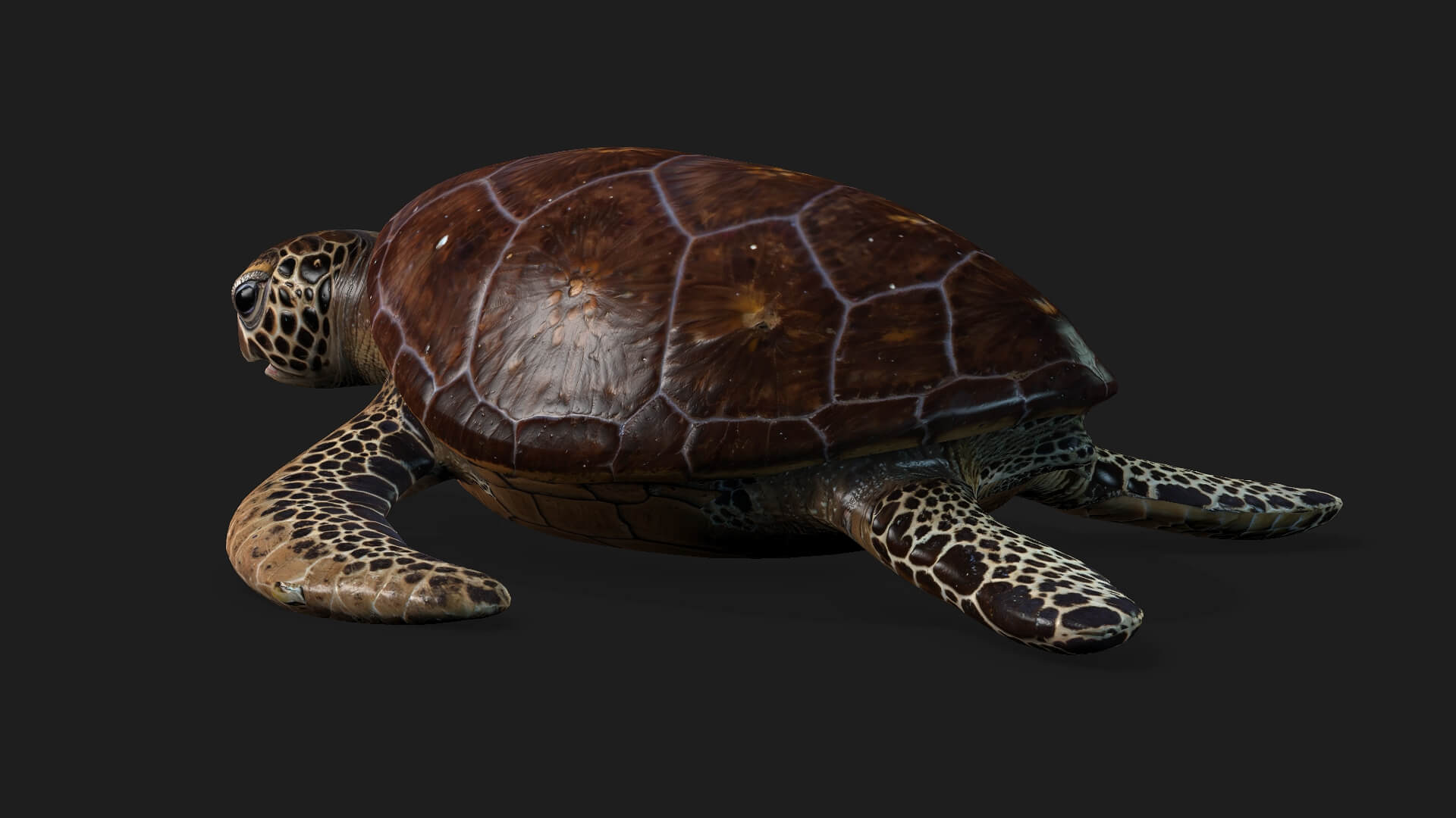 Turtle-A1-Animated 3D Model by Animated3d