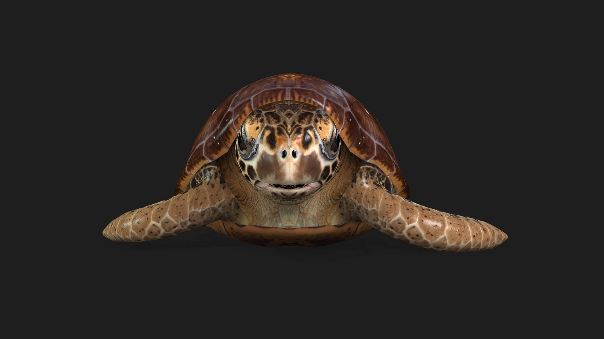 Turtle-A1-Animated 3D Model by Animated3d
