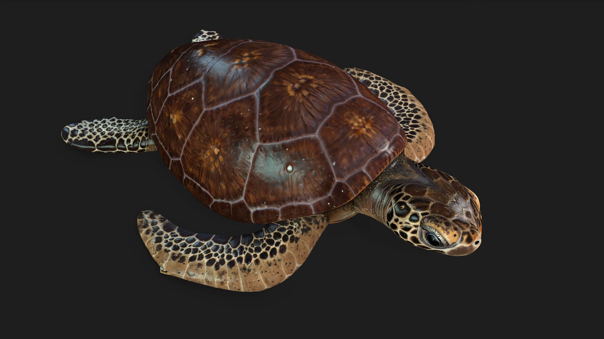 Turtle-A1-Animated 3D Model by Animated3d