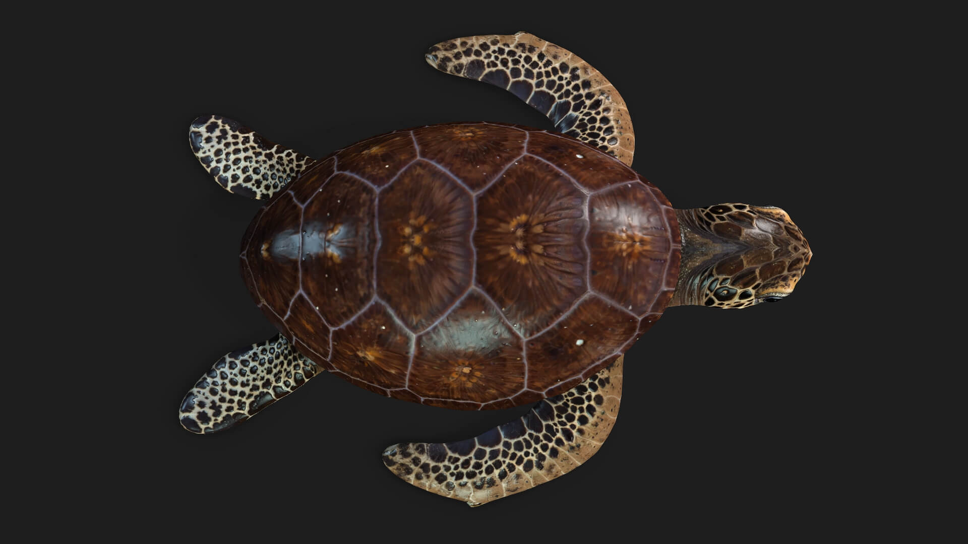 Turtle-A1-Animated 3D Model by Animated3d
