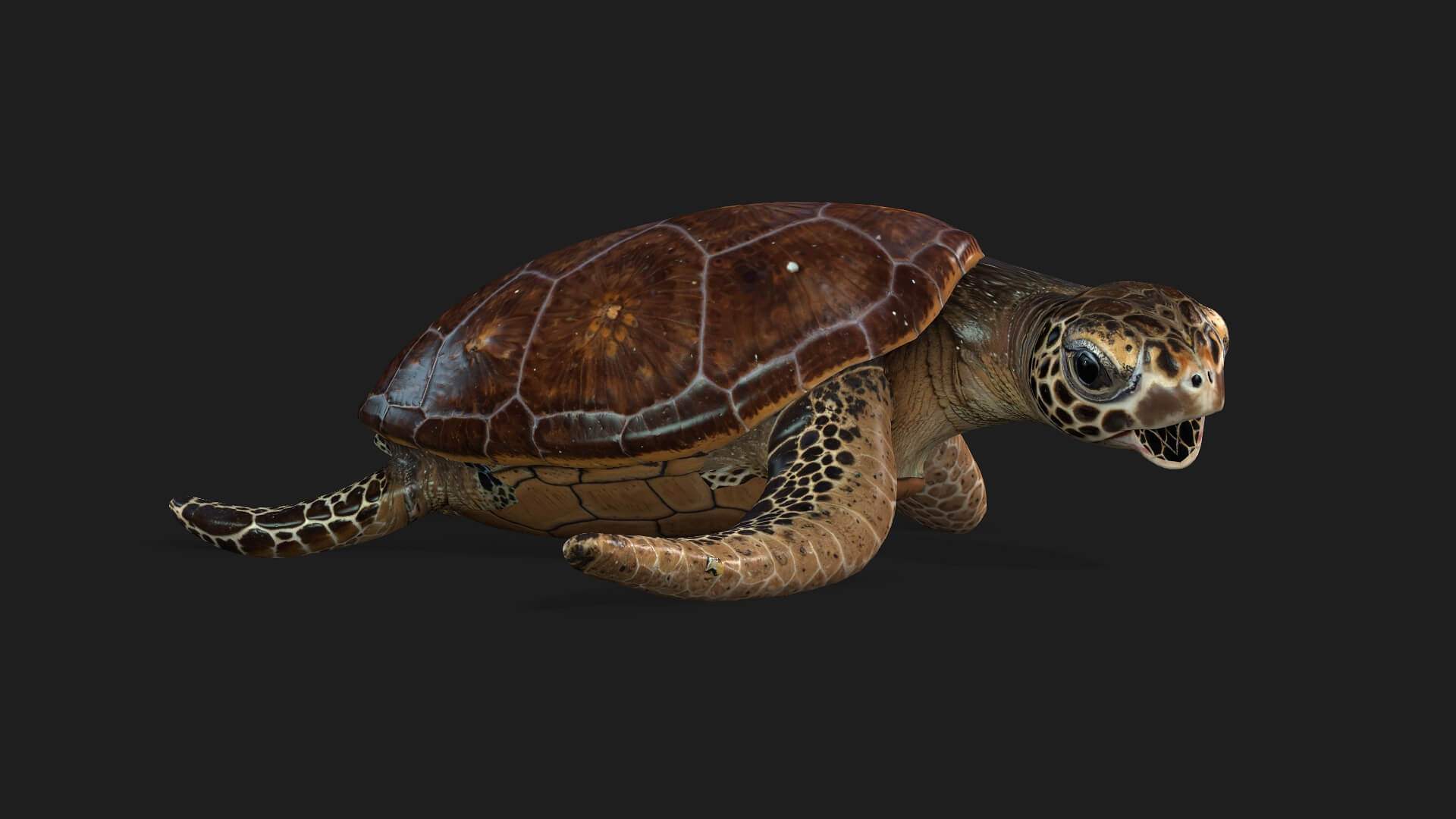 Turtle-A1-Animated 3D Model by Animated3d