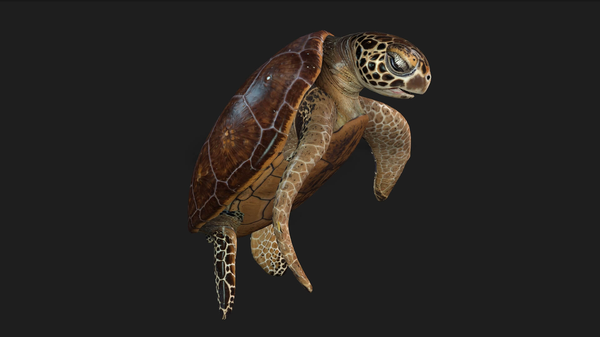 Turtle-A1-Animated 3D Model by Animated3d