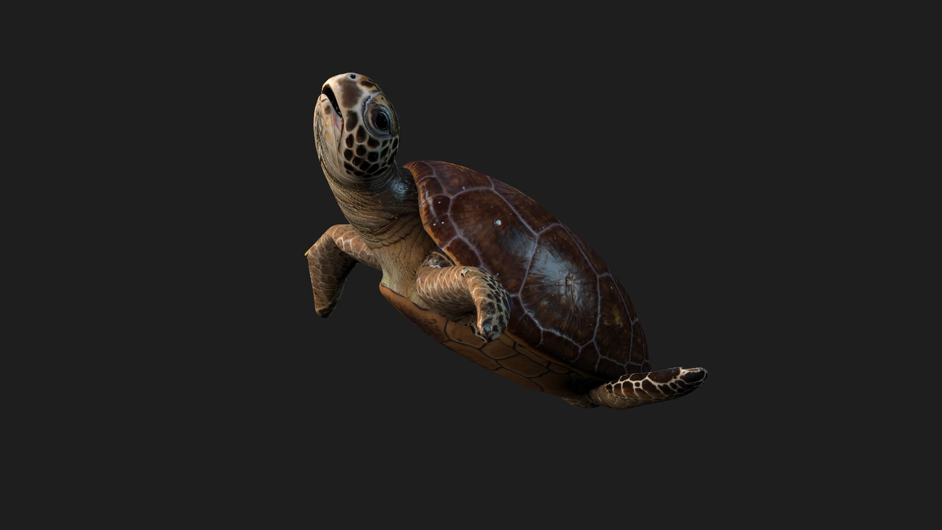 Turtle-A1-Animated 3D Model by Animated3d