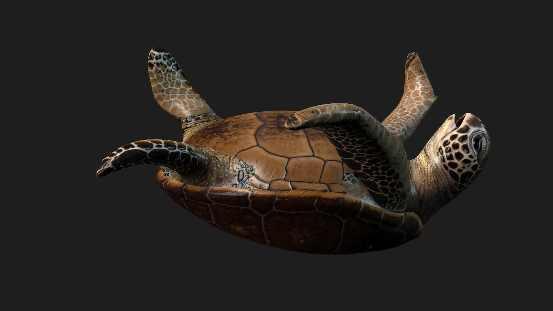Turtle-A1-Animated 3D Model by Animated3d