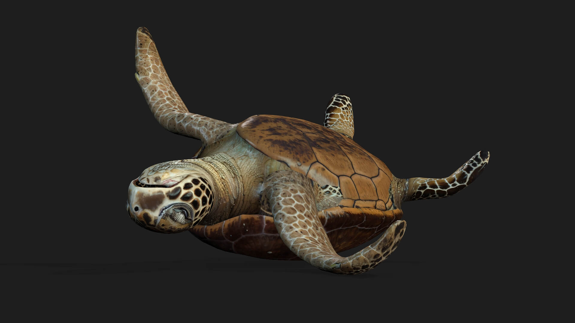 Turtle-A1-Animated 3D Model by Animated3d
