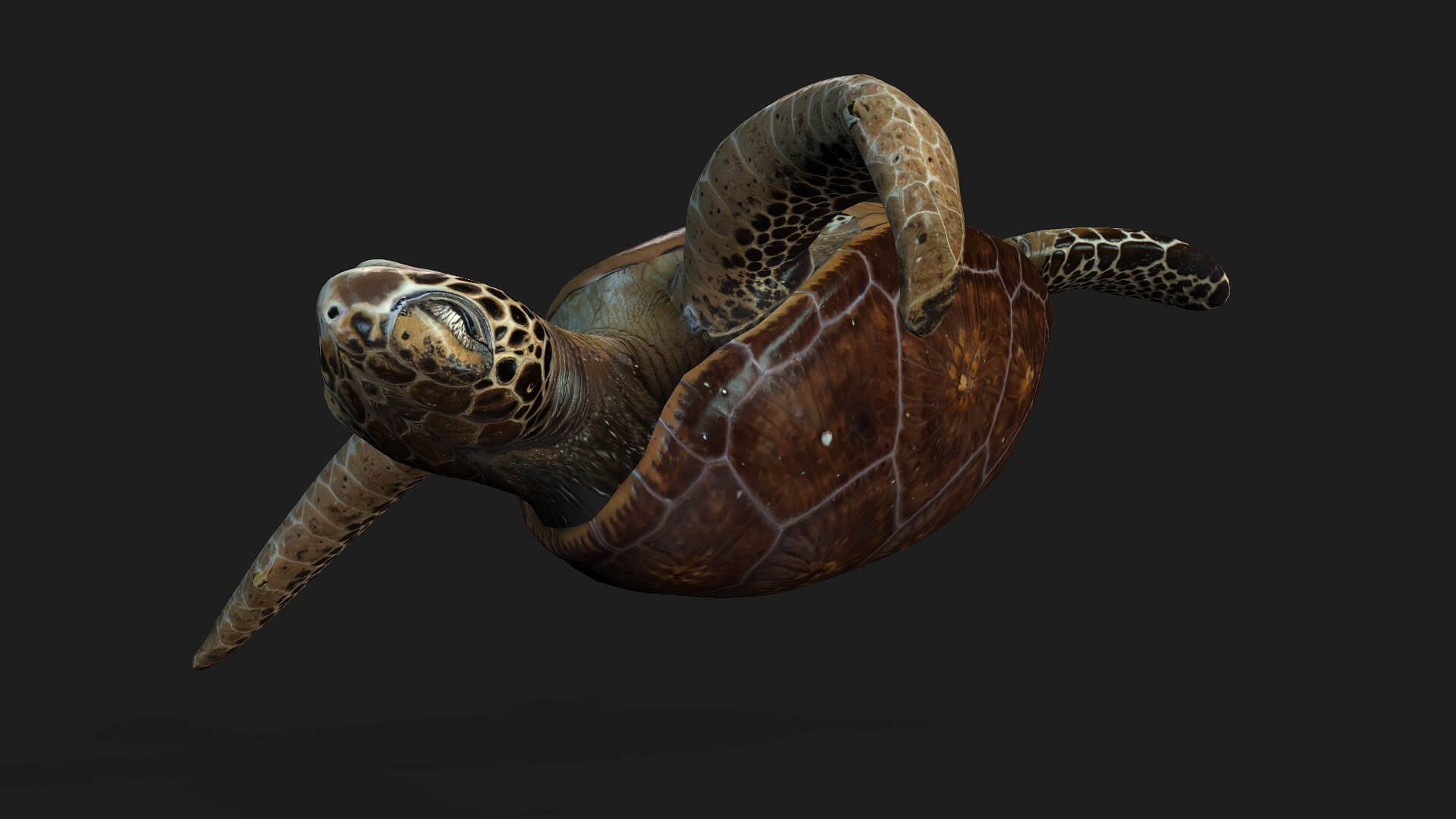 Turtle-A1-Animated 3D Model by Animated3d