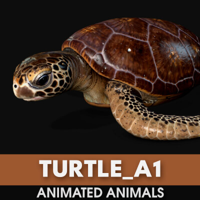 Turtle-A1-Animated