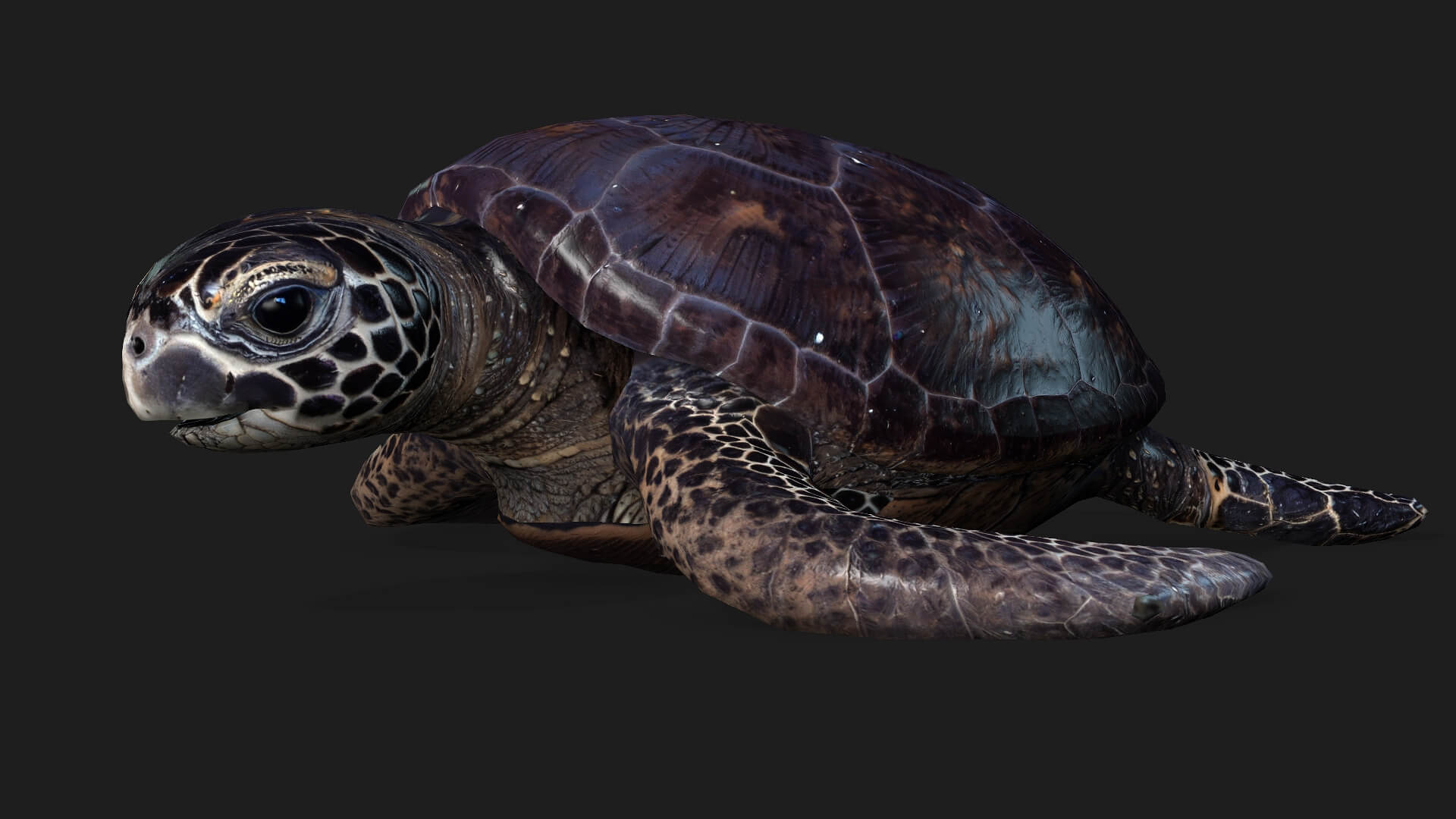 Turtle-A2-Animated 3D Model by Animated3d