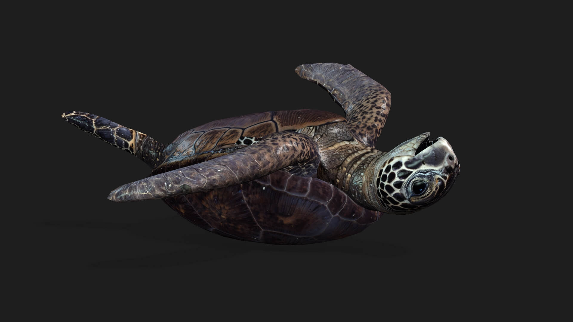 Turtle-A2-Animated 3D Model by Animated3d